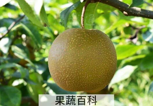 麻梨的功效和作用