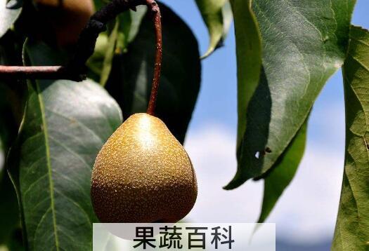 麻梨的功效和作用
