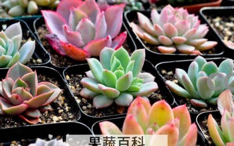 家里养多肉对女人不好 家里养多肉的好处