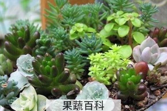 家里养多肉对女人不好 家里养多肉的好处