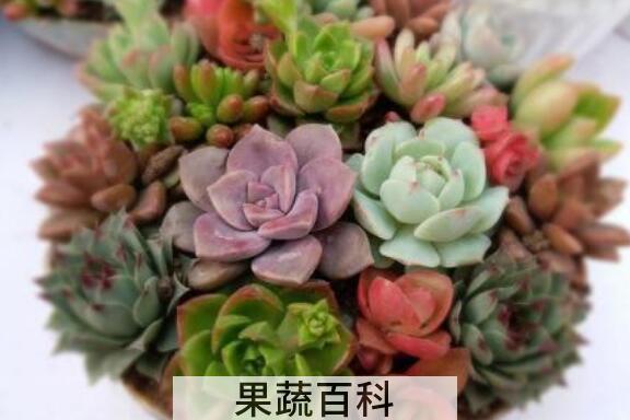 新手如何养多肉 多肉养殖方法技巧