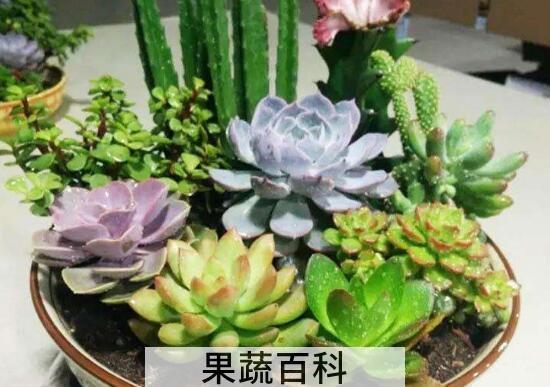 肉肉花怎么养才能爆盆