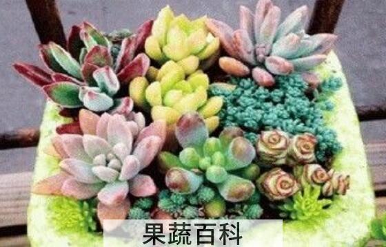 肉肉花怎么养才能爆盆
