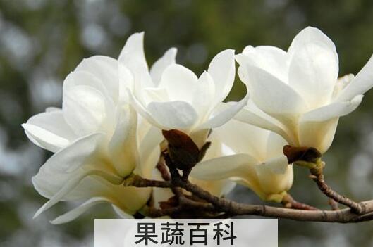 肾兰花的功效与作用