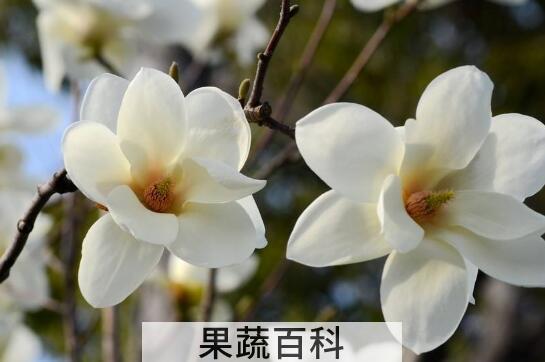 肾兰花的功效与作用