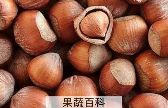 经常吃榛子的好处与坏处