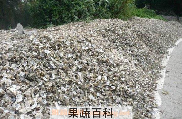 牡蛎壳