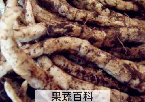 地笋子的功效与作用