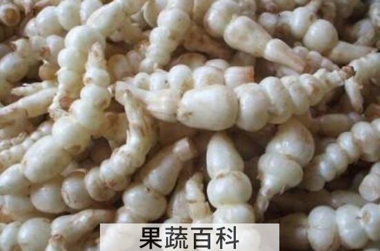 地笋子的功效与作用