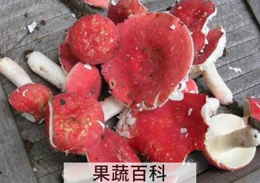 红菇和毒红菇的区别