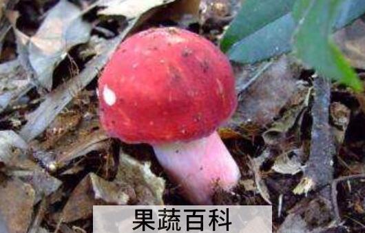 红菇和毒红菇的区别