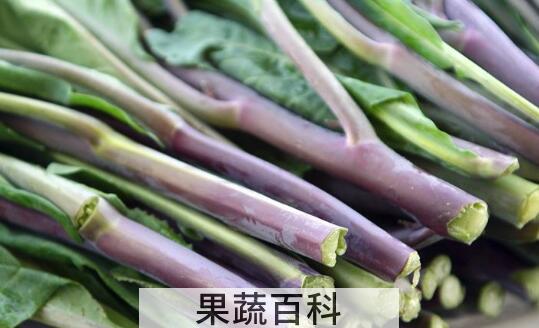 红芥菜的功效和作用 红芥菜的食用禁忌