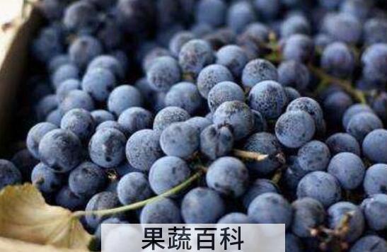 黑加仑饮料的功效与作用