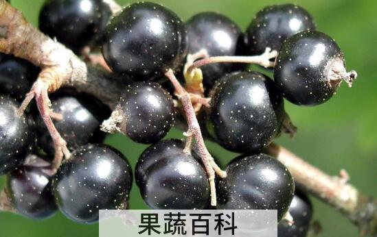 黑加仑有什么功效 吃黑加仑的好处