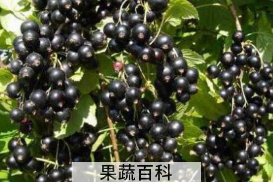 黑加仑有什么功效 吃黑加仑的好处
