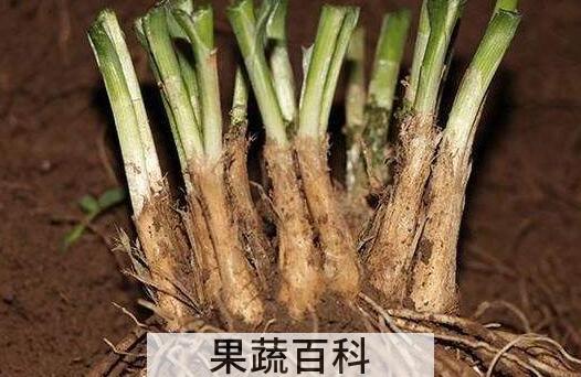 韭菜根的功效与禁忌