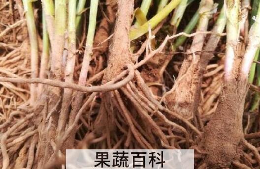 韭菜根的功效与禁忌