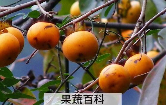 野柿子泡酒的功效与作用