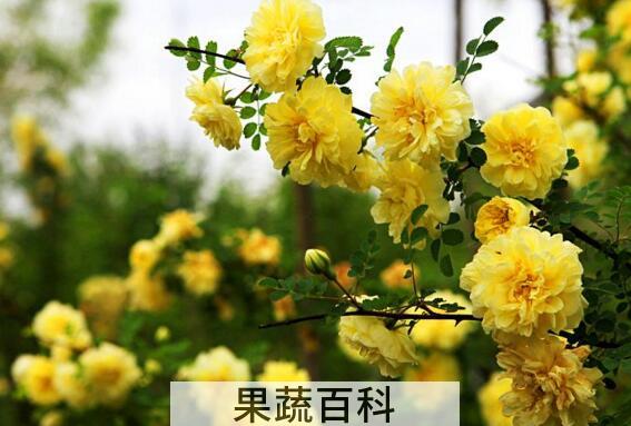 黄刺玫的功效与作用 黄刺玫的种植方法
