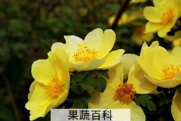 黄刺玫的功效与作用 黄刺玫的种植方法