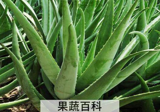 芦荟十大功效与作用