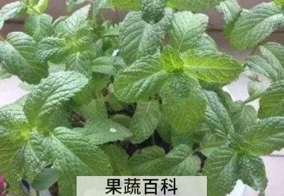 薄荷草怎么养比较好 薄荷草的正确养殖方法