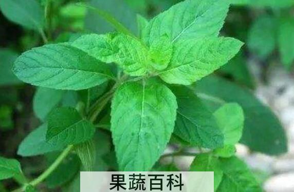 薄荷草怎么养比较好 薄荷草的正确养殖方法