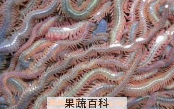 海蜈蚣干做法大全 海蜈蚣干的食用方法
