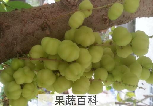 醋栗粉的功效与作用与禁忌