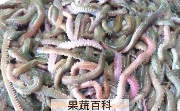 海蜈蚣的功效与作用 海蜈蚣怎么杀