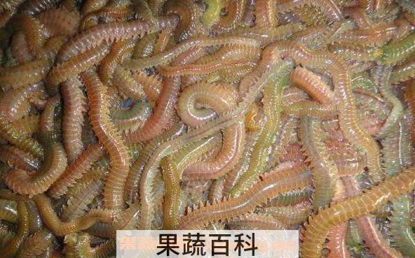 海蜈蚣的功效与作用 海蜈蚣怎么杀