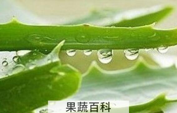 芦荟能不能吃 芦荟食用禁忌