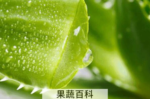 如何用生芦荟擦脸 用生芦荟擦脸的步骤教程
