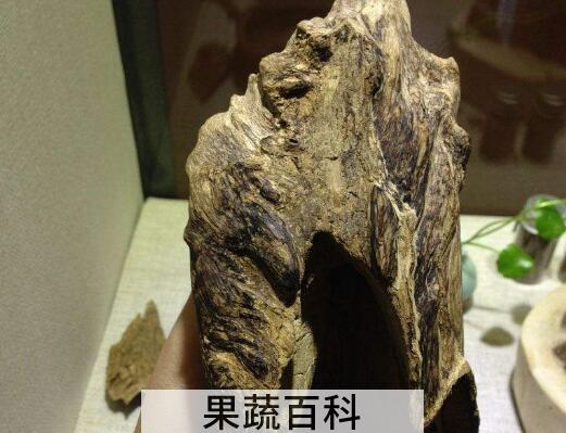 女性喝沉香水的好处