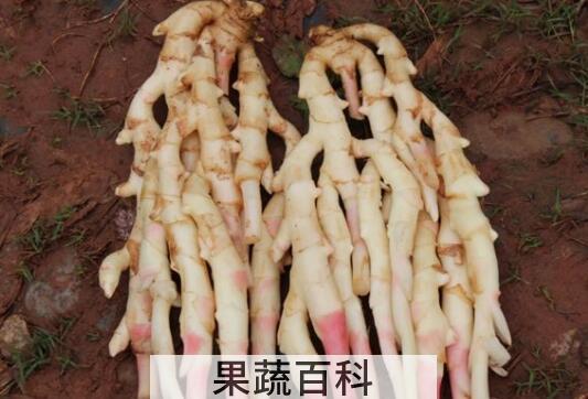 连子姜怎样泡 连子姜的正确做法