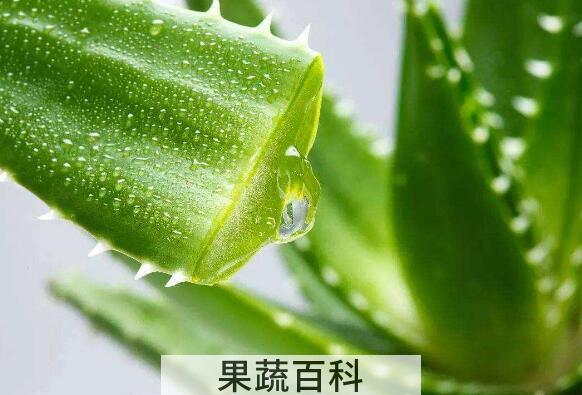 刚摘的芦荟可以擦脸吗 新鲜芦荟如何涂脸