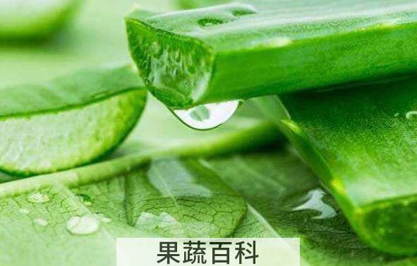刚摘的芦荟可以擦脸吗 新鲜芦荟如何涂脸