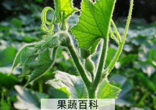 南瓜叶的功效和禁忌
