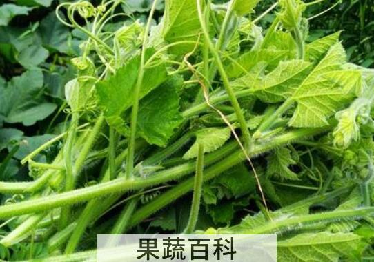 南瓜叶的功效和禁忌