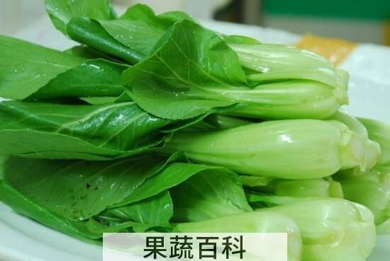 小白菜和油菜的区别 吃小白菜的好处