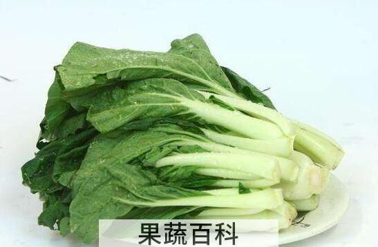 小白菜和油菜的区别 吃小白菜的好处