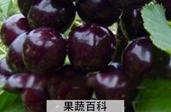 黑樱桃素的功效与作用
