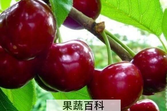 黑樱桃素的功效与作用