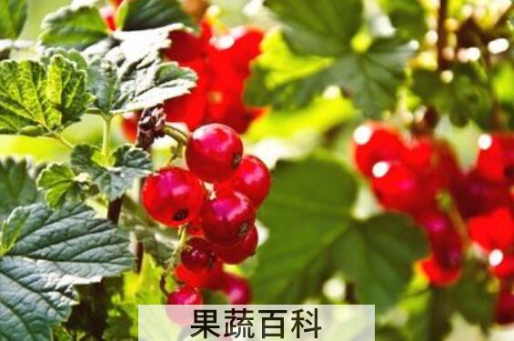 红醋栗的功效 红醋栗怎么吃