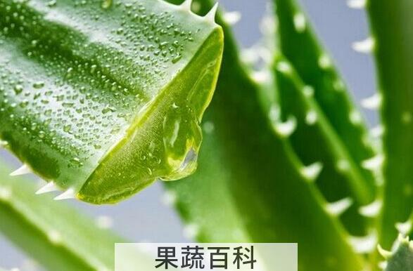 芦荟怎么养才能更旺盛