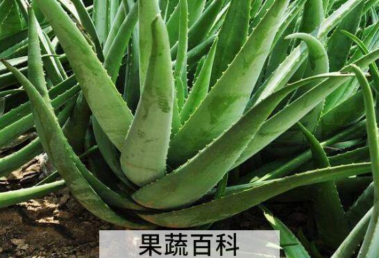 芦荟怎么养才能更旺盛