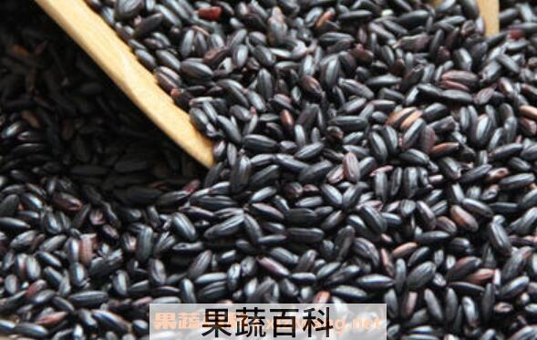 紫米什么人不可以吃 吃紫米的禁忌