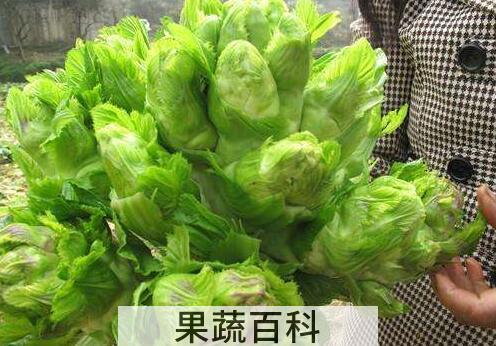 齿儿菜的功效与作用