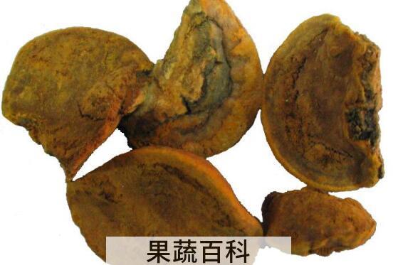 桑黄蘑菇的功效与作用