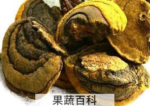 桑黄蘑菇的功效与作用